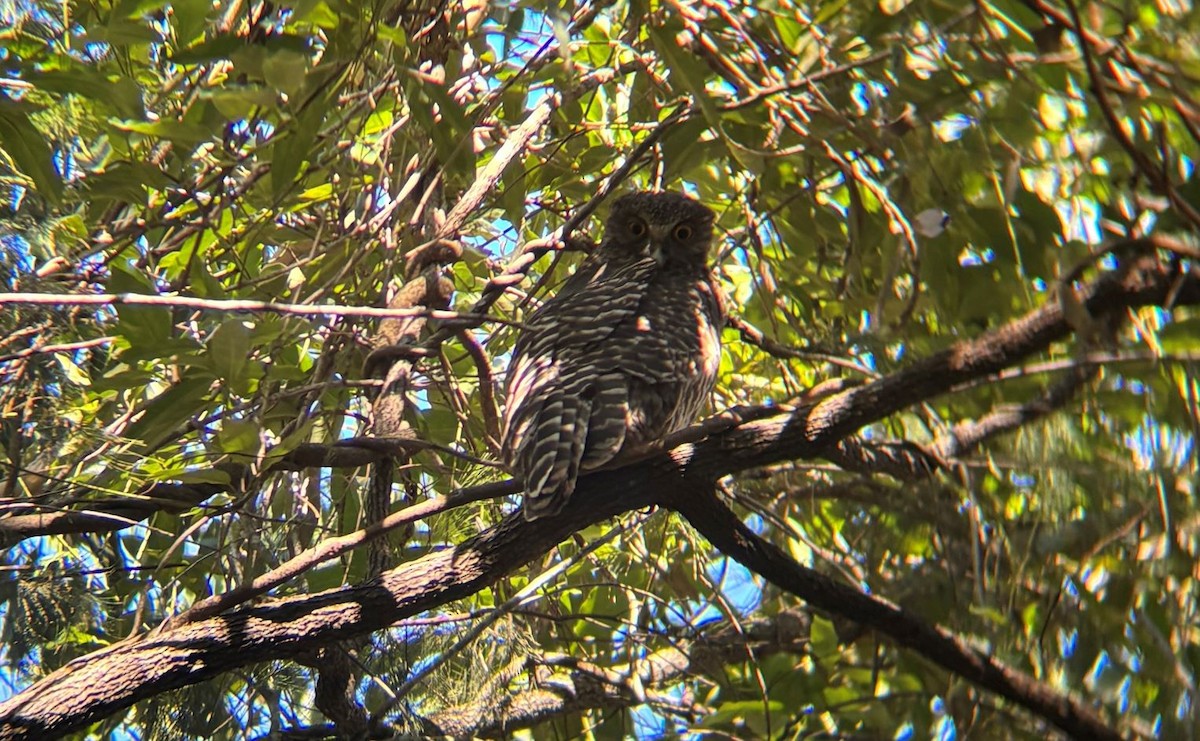 オニアオバズク - ML637480870