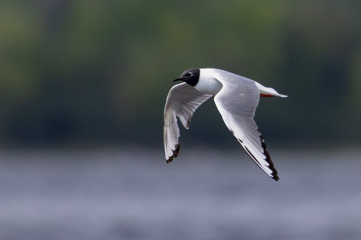 Bonaparte's Gull - Lyall Bouchard