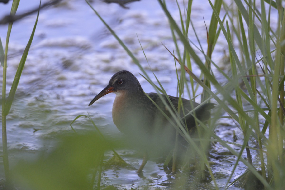 Virginia Rail - ML637480881