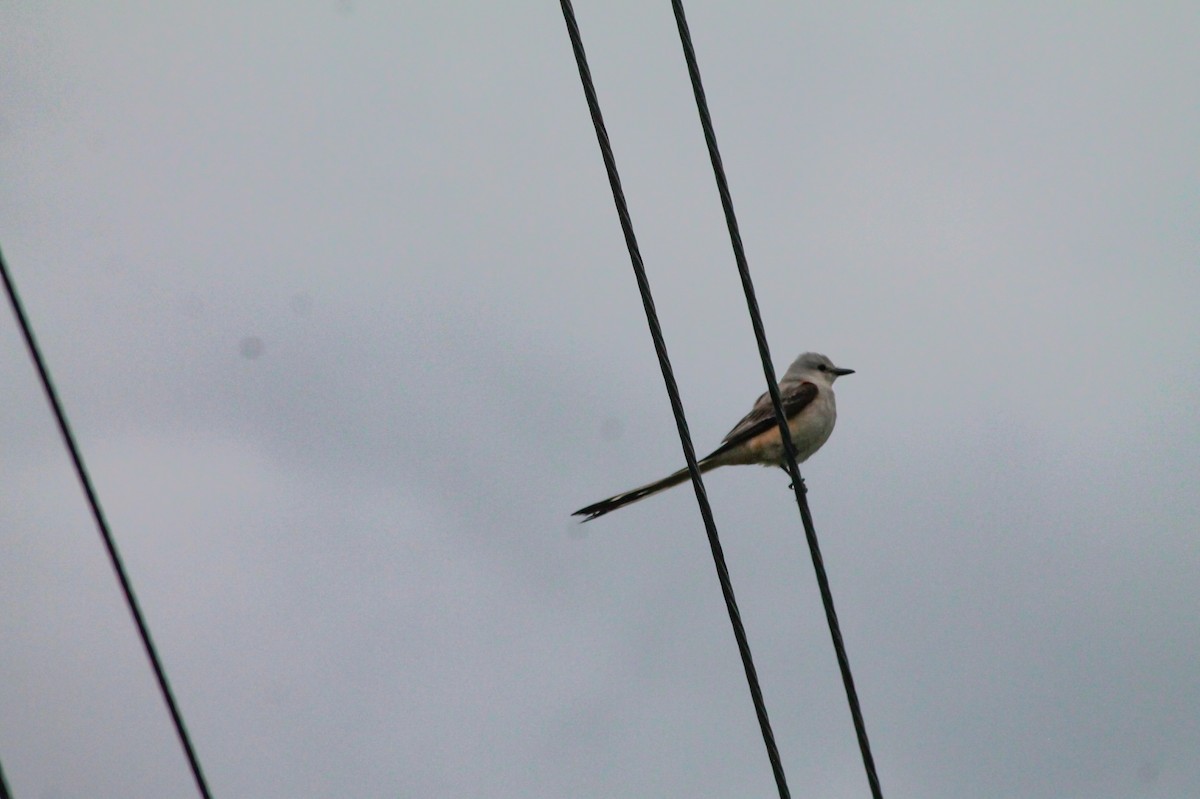 Scissor-tailed Flycatcher - ML637480970