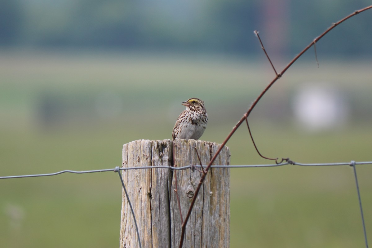 Savannah Sparrow - ML637480991