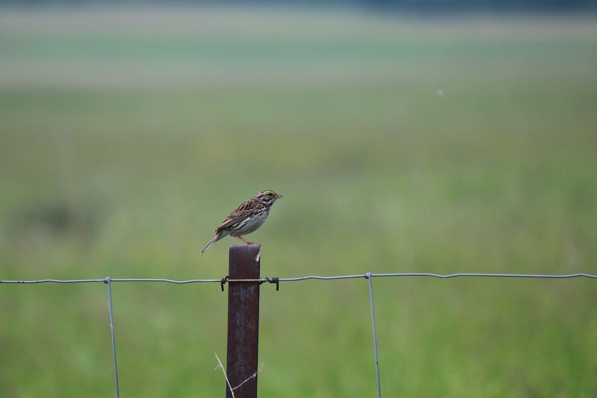 Savannah Sparrow - ML637480992