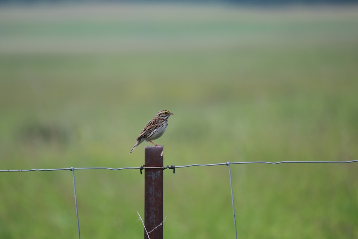 Savannah Sparrow - ML637480995