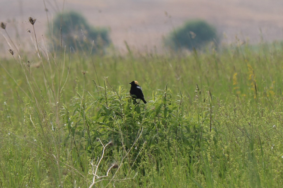 Bobolink - ML637480998