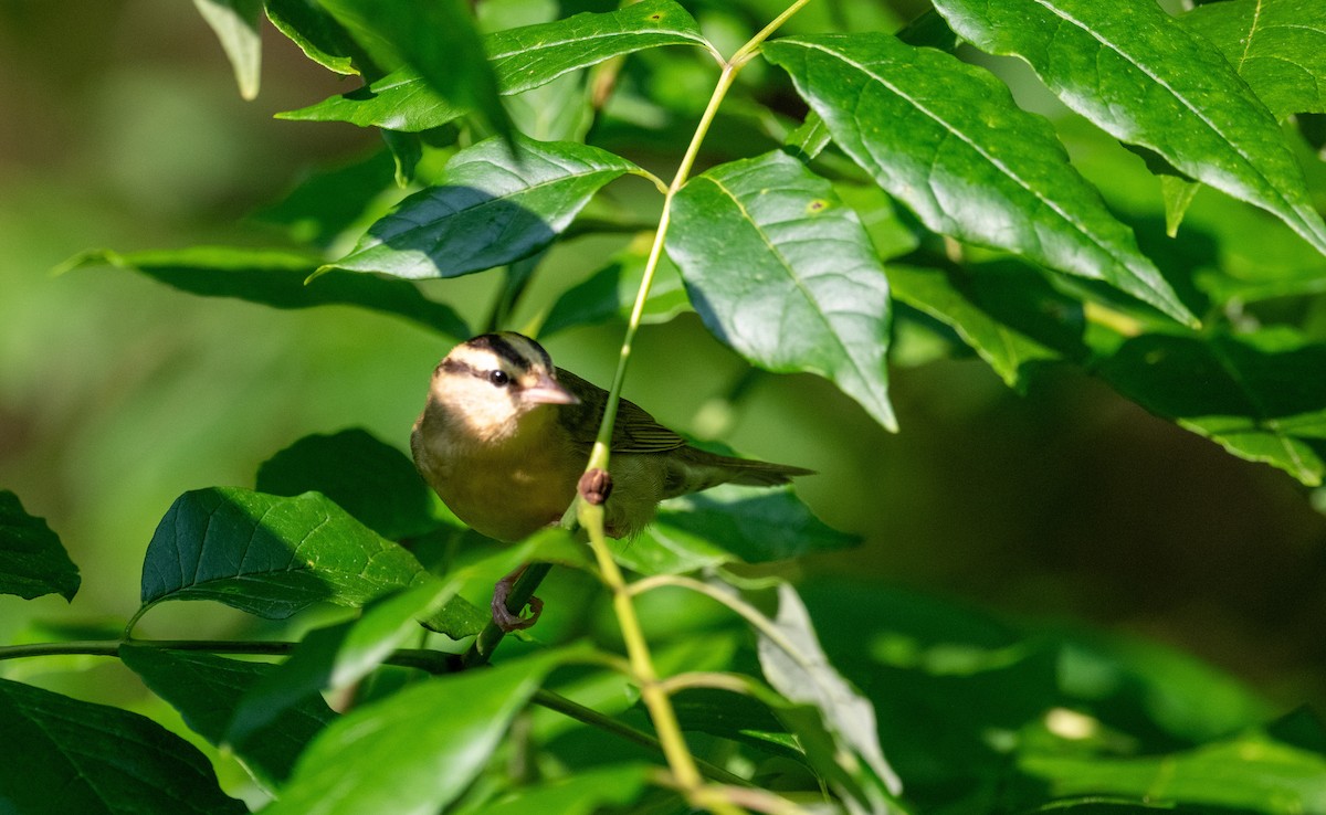 Paruline vermivore - ML637481057
