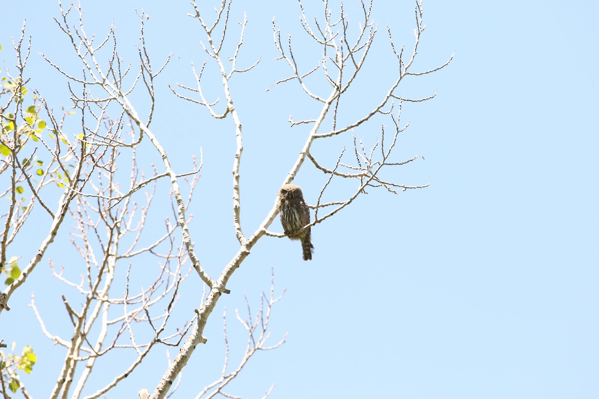Northern Pygmy-Owl - ML637481107