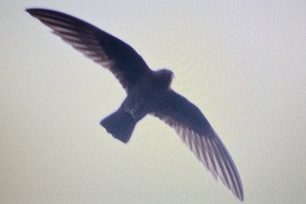 Black Swift - ML637481117
