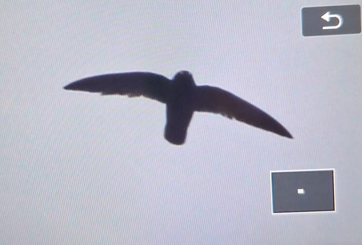 Spot-fronted Swift - ML637481118