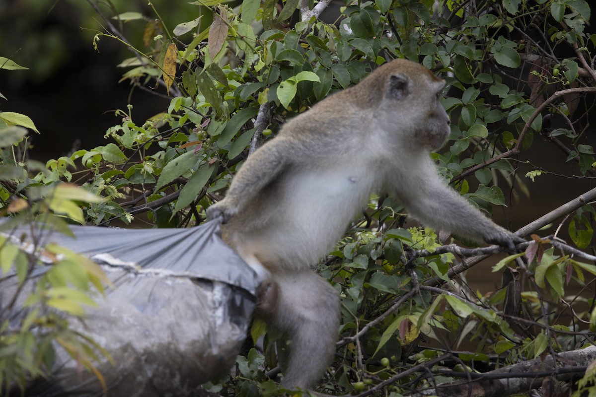Long-tailed Macaque - ML637481119
