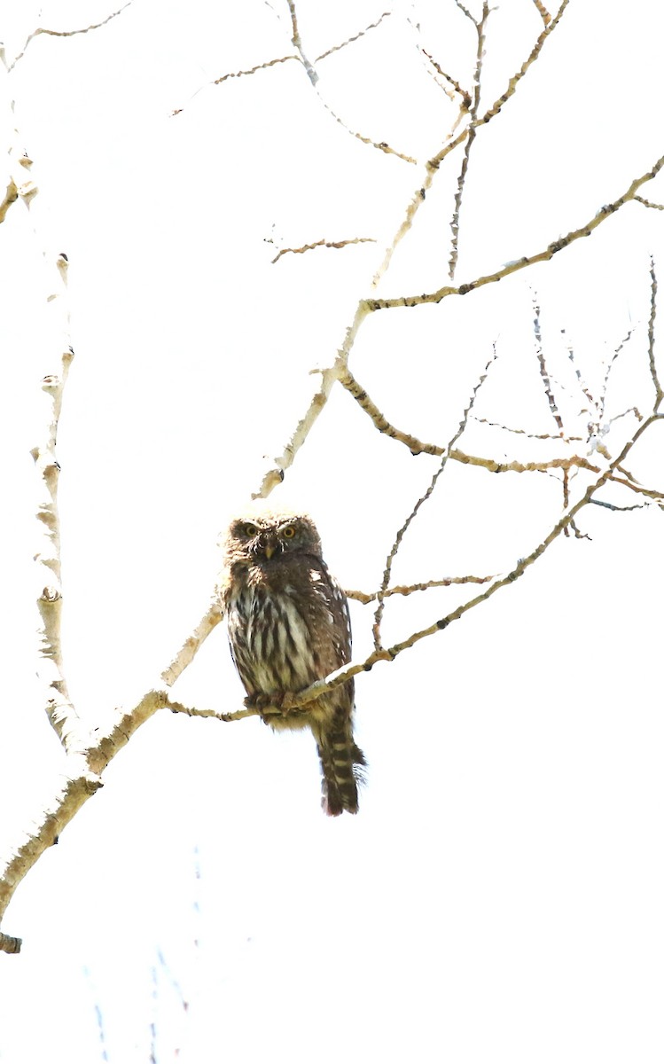 Northern Pygmy-Owl - ML637481130
