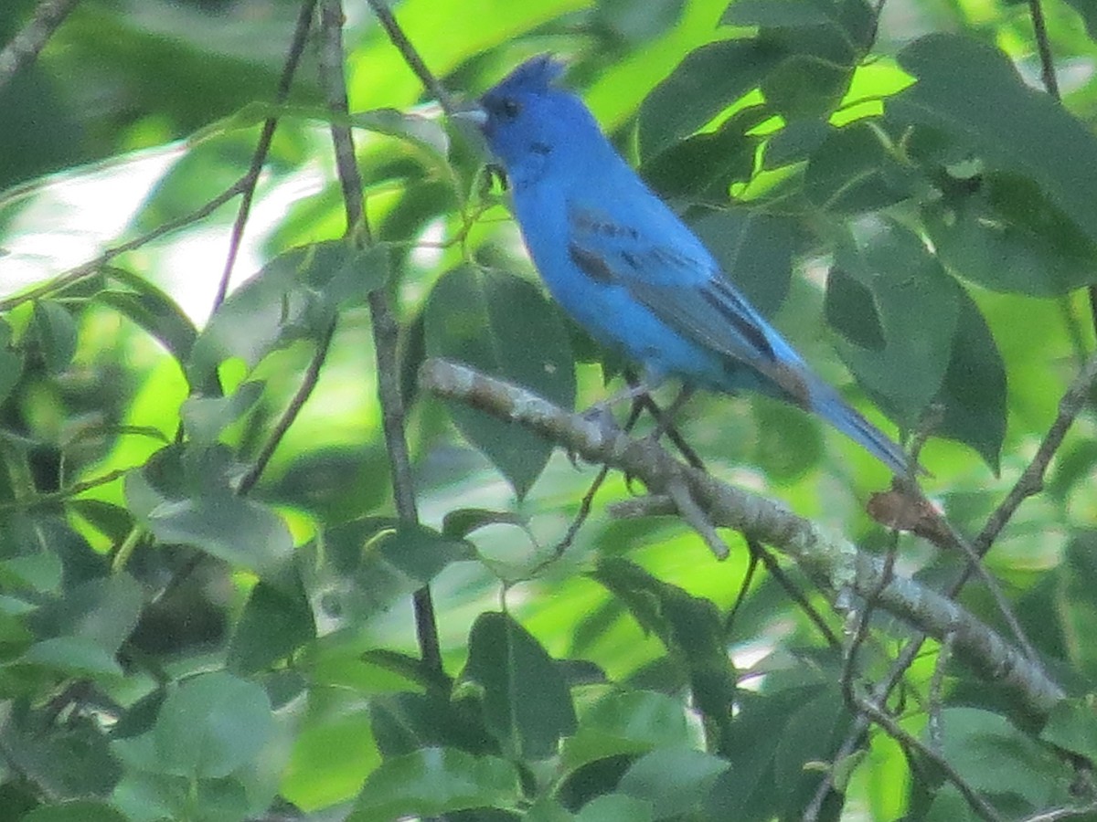 Indigo Bunting - ML637481150