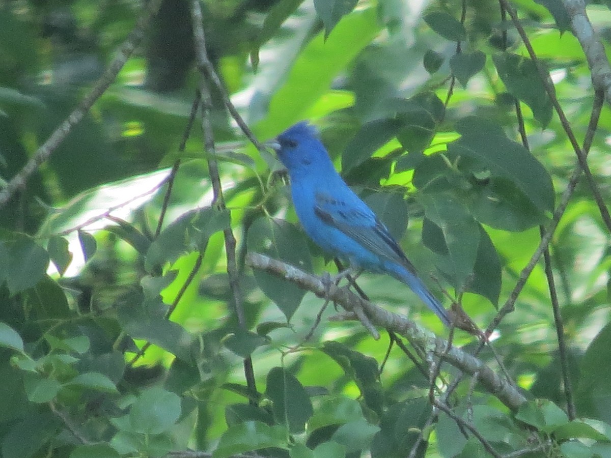 Indigo Bunting - ML637481151