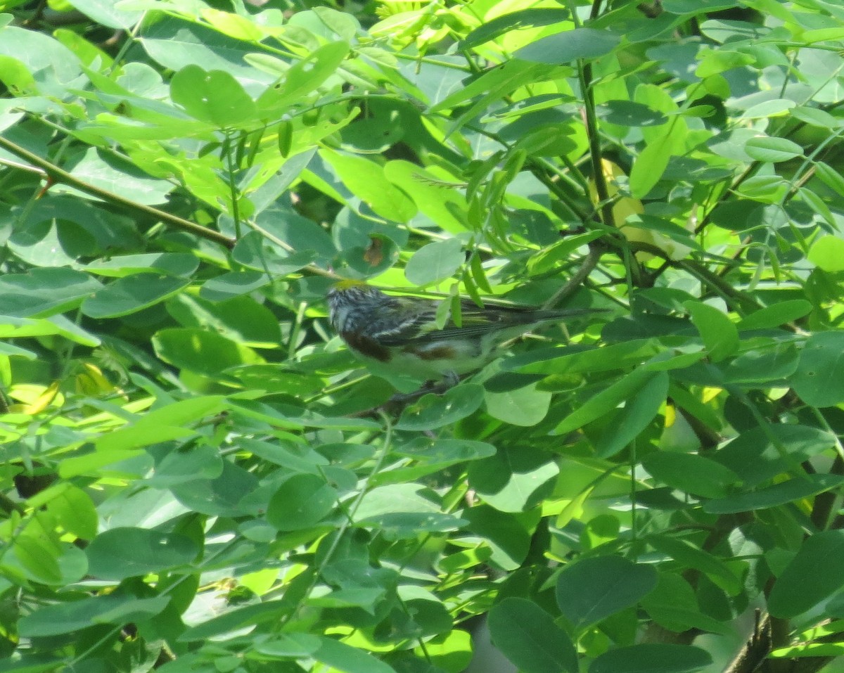 Chestnut-sided Warbler - ML637481176