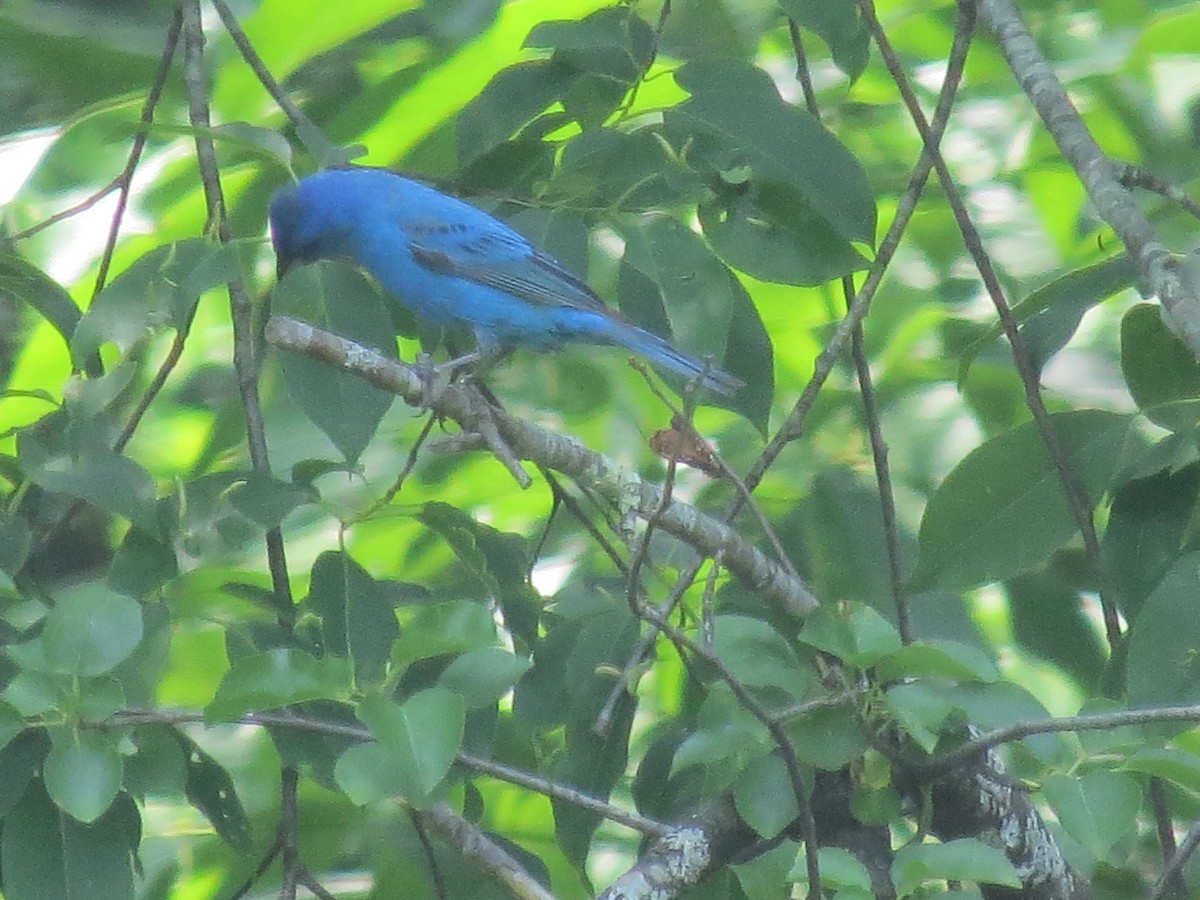 Indigo Bunting - ML637481189