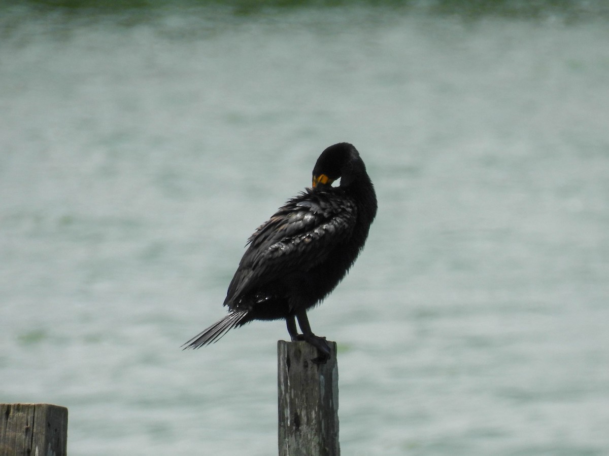Double-crested Cormorant - ML637481203