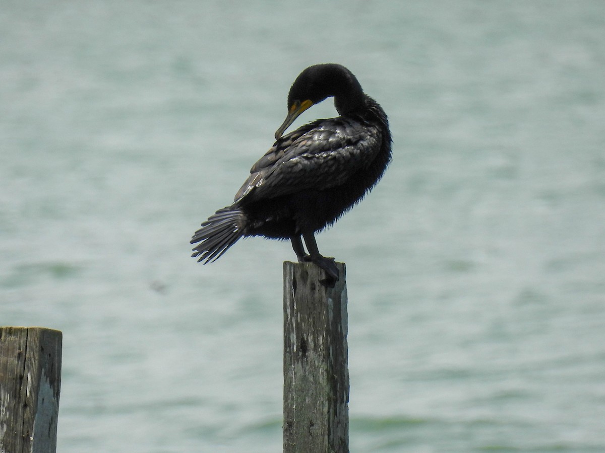 Double-crested Cormorant - ML637481204