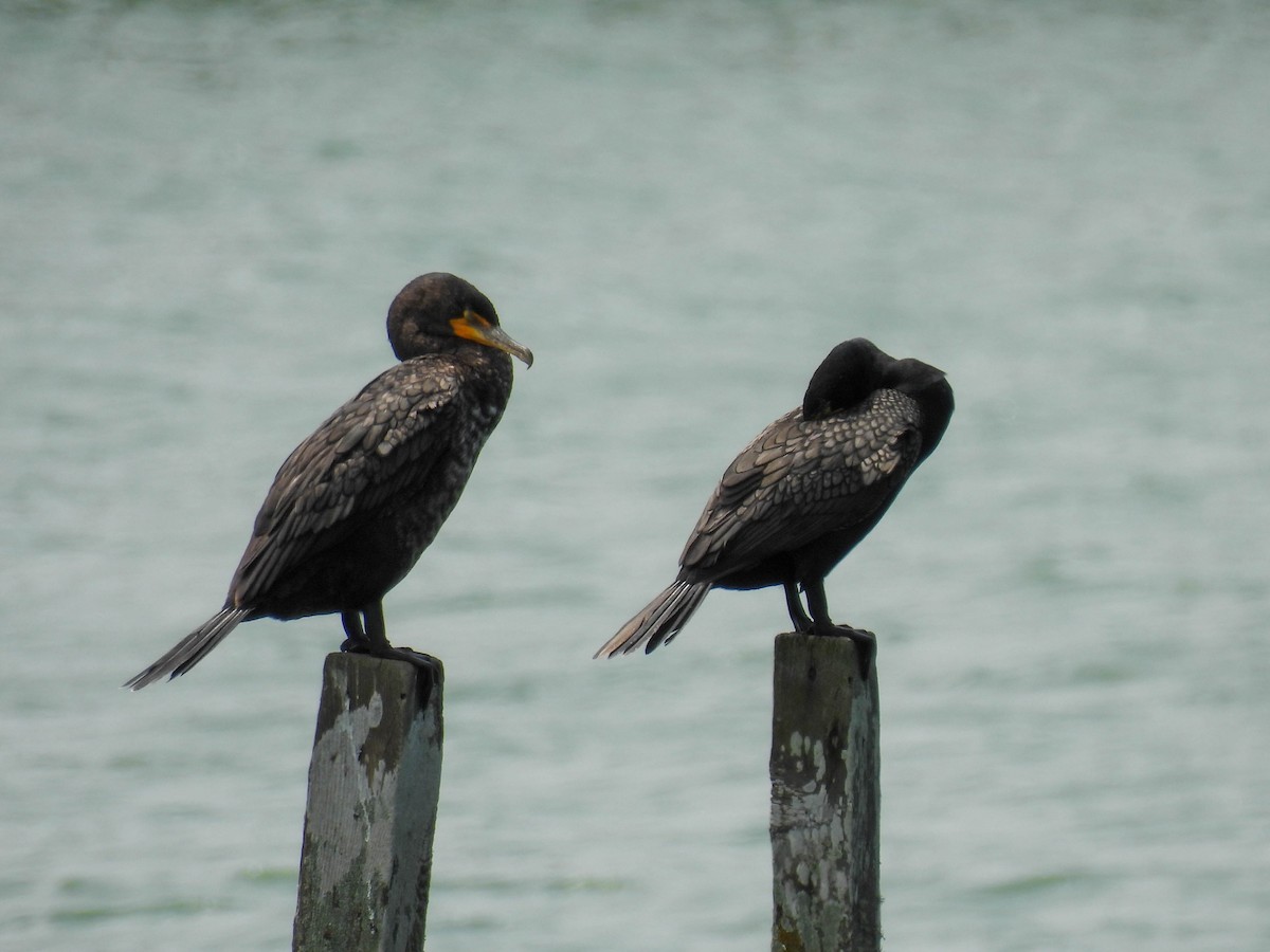 Double-crested Cormorant - ML637481205