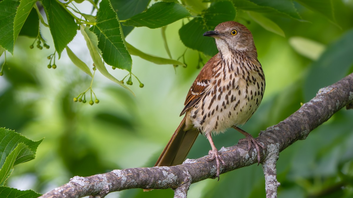 Brown Thrasher - ML637481211