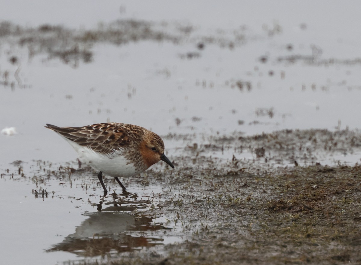Red-necked Stint - ML637481226