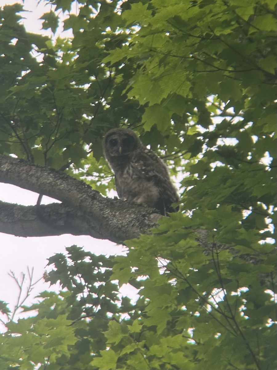 Barred Owl - ML637481237