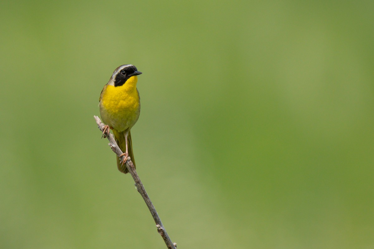 Common Yellowthroat - ML637481326