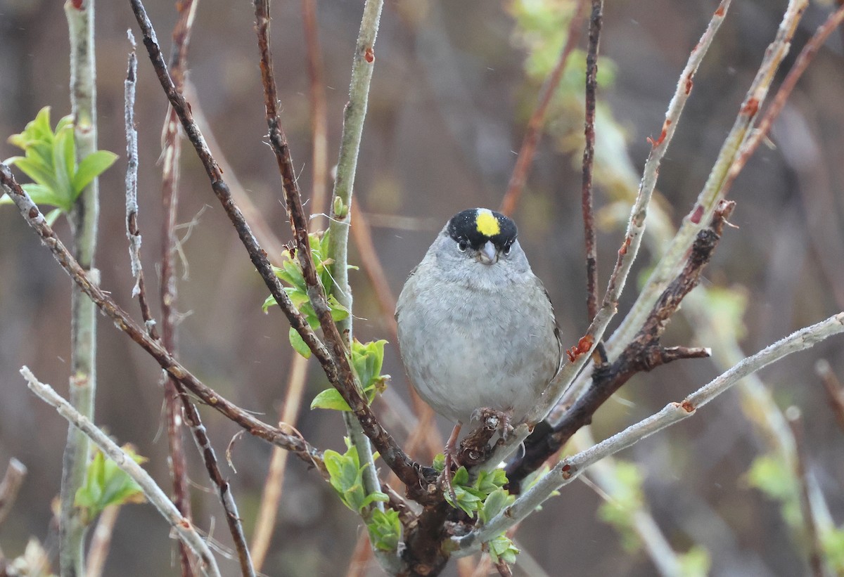 Golden-crowned Sparrow - ML637481353