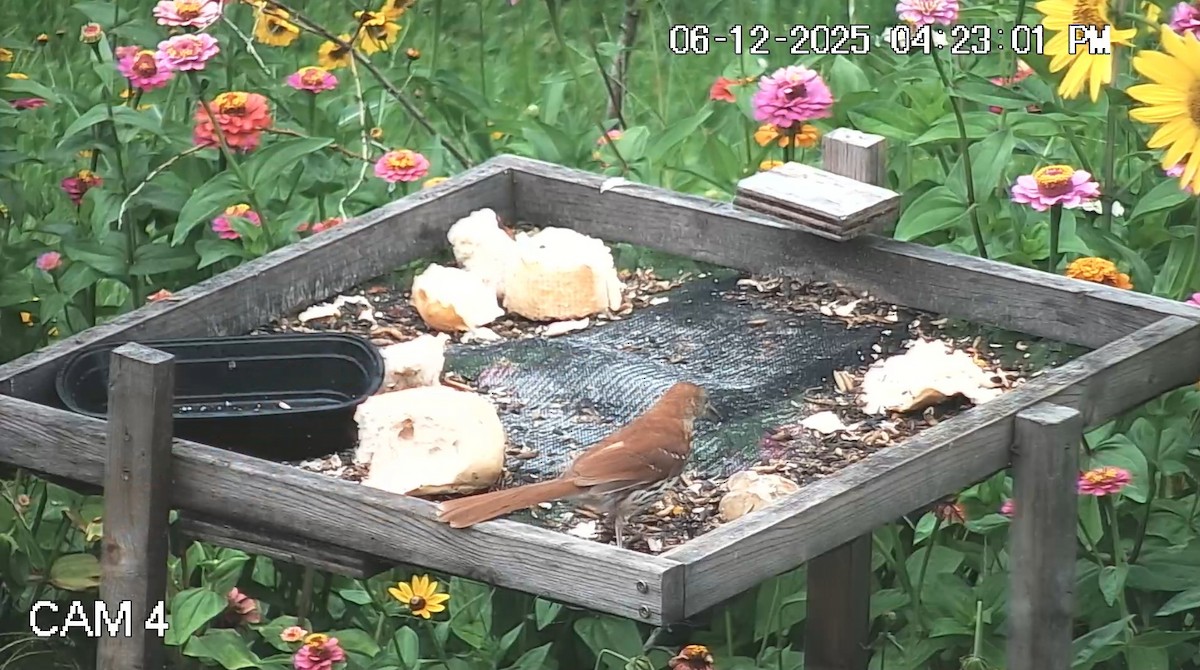 Brown Thrasher - ML637481386