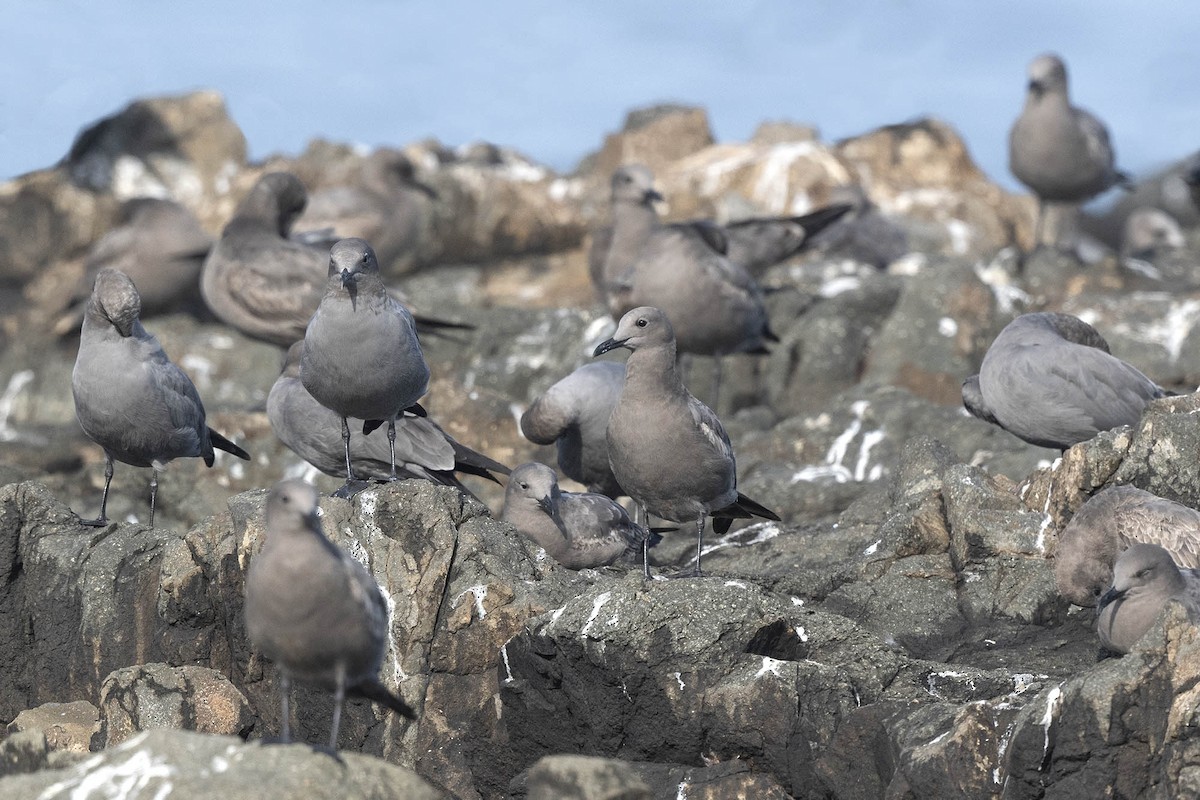 Gray Gull - ML637481482