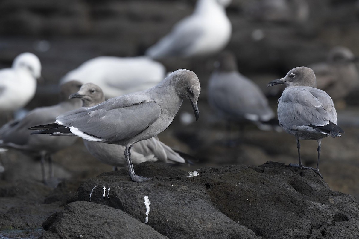 Gray Gull - ML637481483
