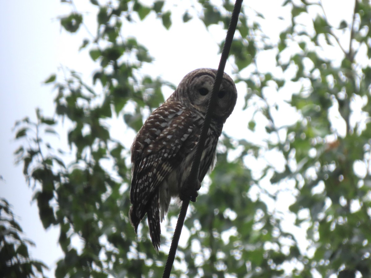 Barred Owl - ML637481560
