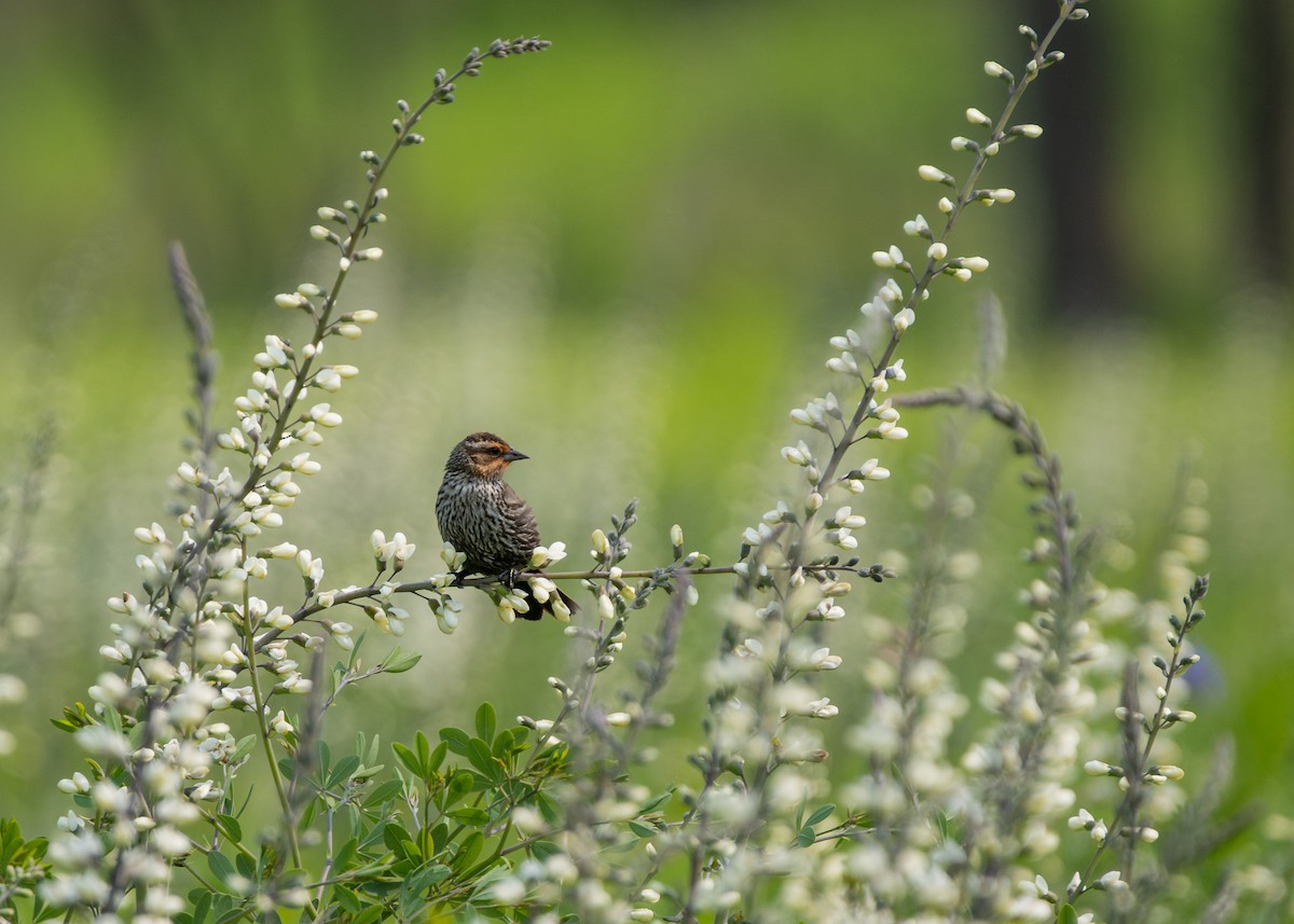 Red-winged Blackbird - ML637481570