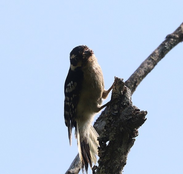 Downy/Hairy Woodpecker - ML637481573