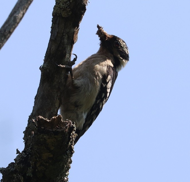 Downy/Hairy Woodpecker - ML637481574