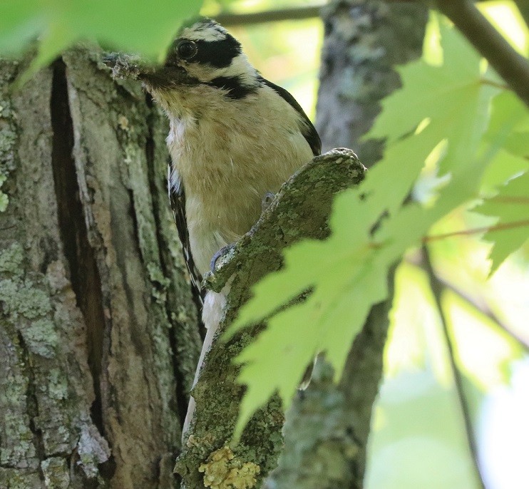 Downy/Hairy Woodpecker - ML637481577