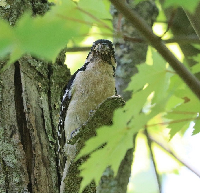 Downy/Hairy Woodpecker - ML637481578