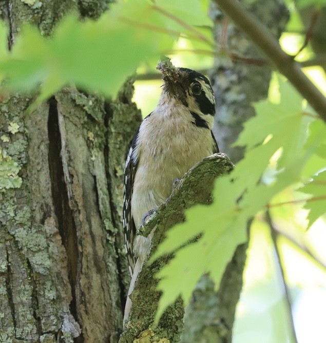 Downy/Hairy Woodpecker - ML637481579