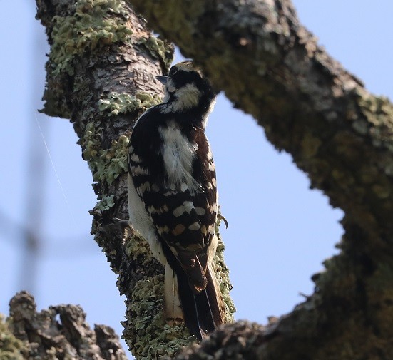 Downy/Hairy Woodpecker - ML637481580