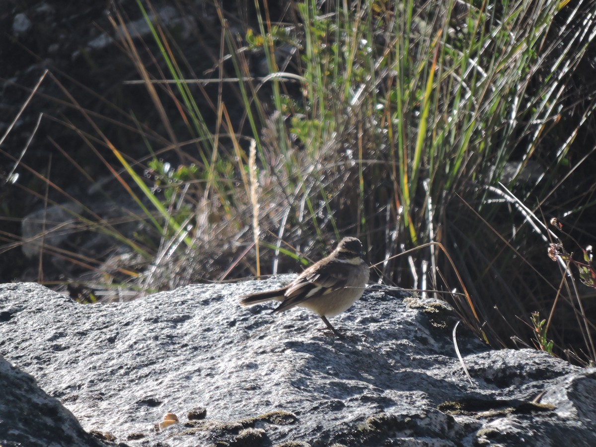 White-winged Cinclodes - ML637481610