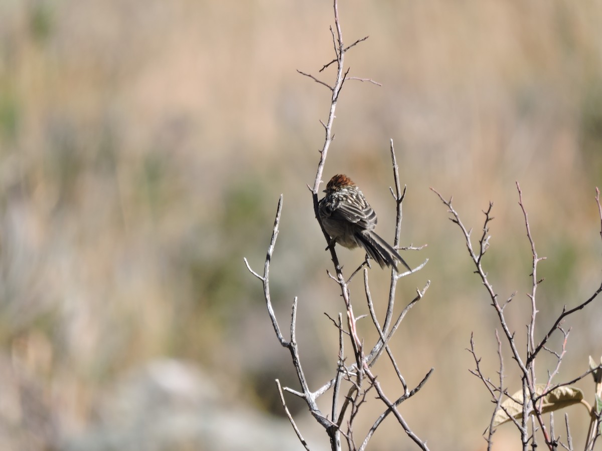 Streaked Tit-Spinetail - ML637481619