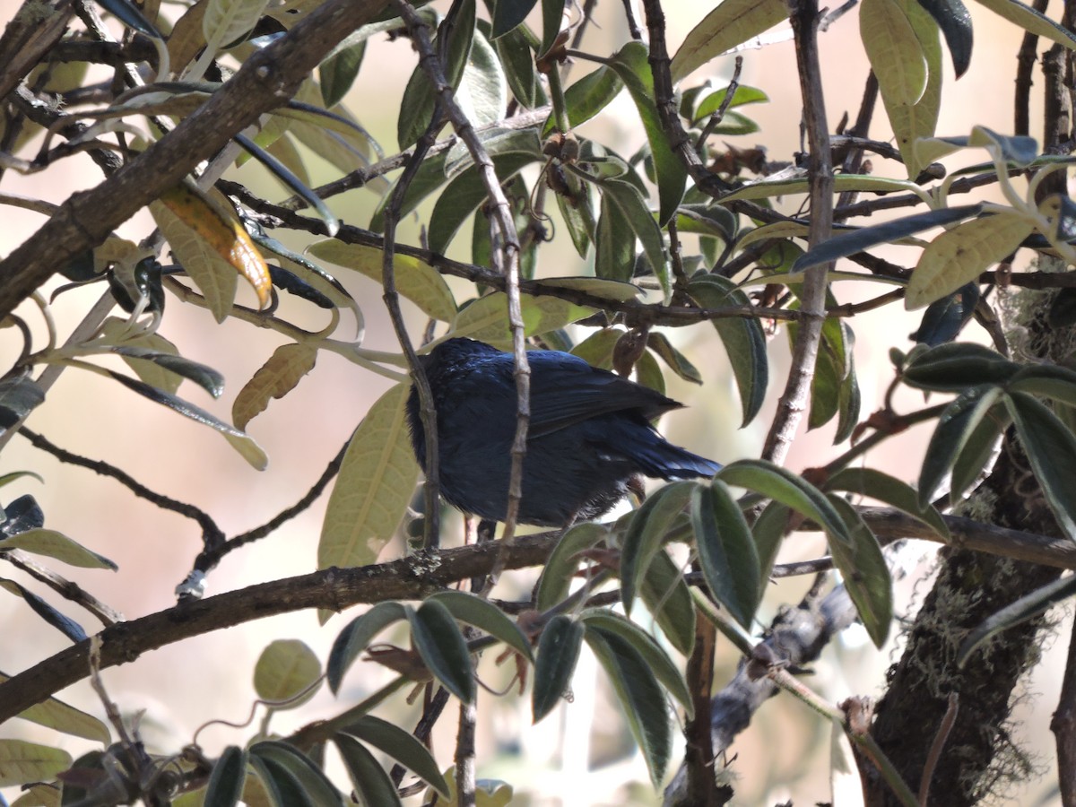 Tit-like Dacnis - ML637481650