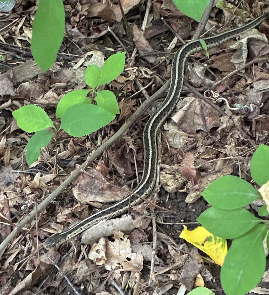 Common Garter Snake - ML637481748