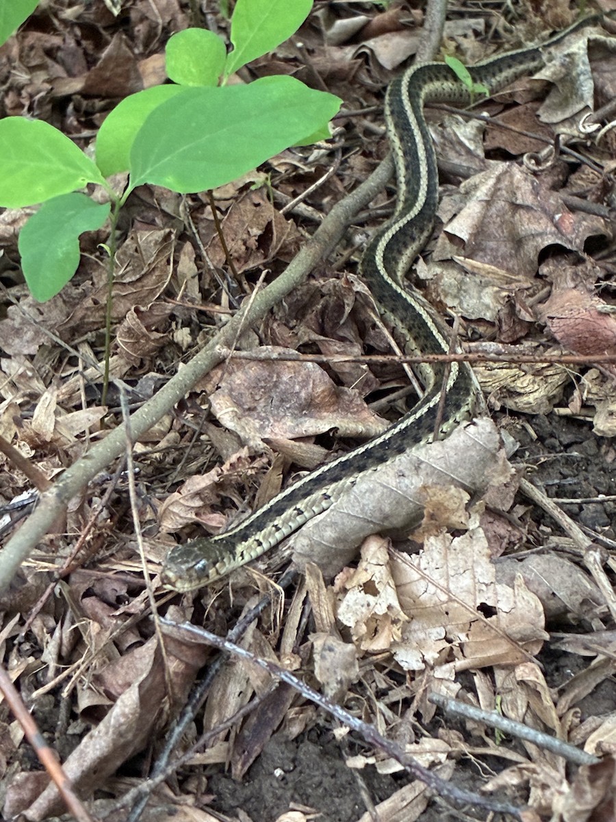 Common Garter Snake - ML637481749