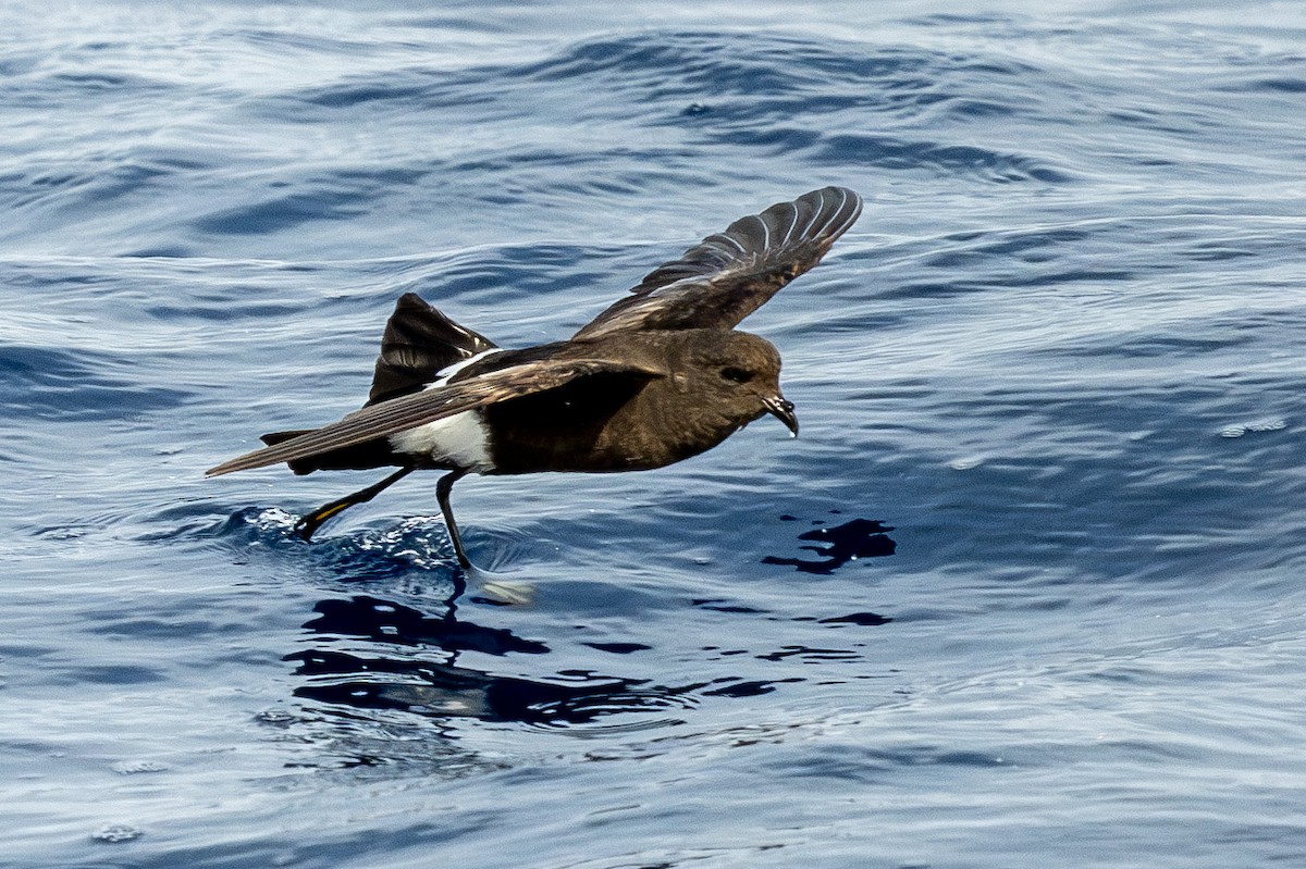 Wilson's Storm-Petrel - ML637481750