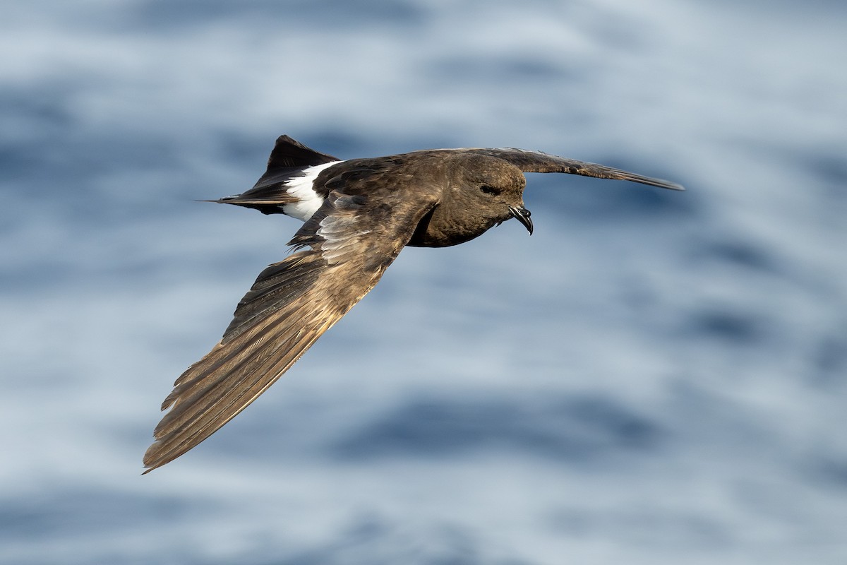 Wilson's Storm-Petrel - ML637481762
