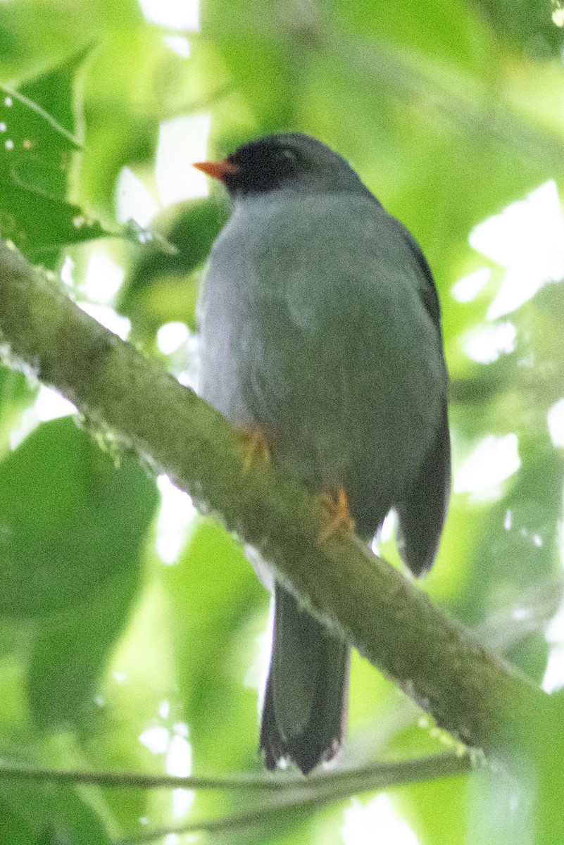 Black-faced Solitaire - ML637481763