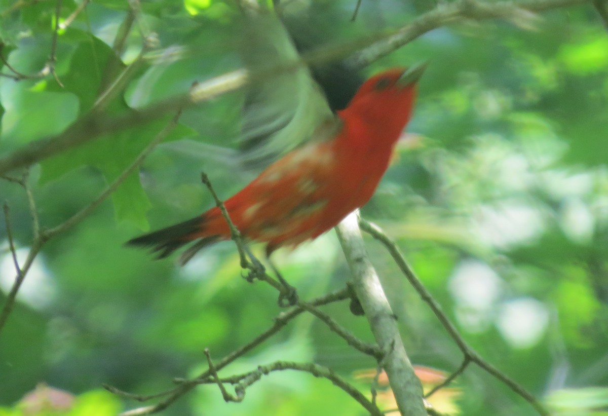 アカフウキンチョウ - ML637481804