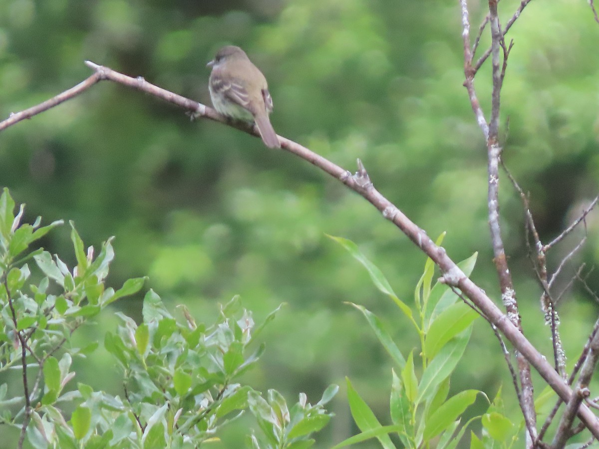 Willow Flycatcher - ML637481805