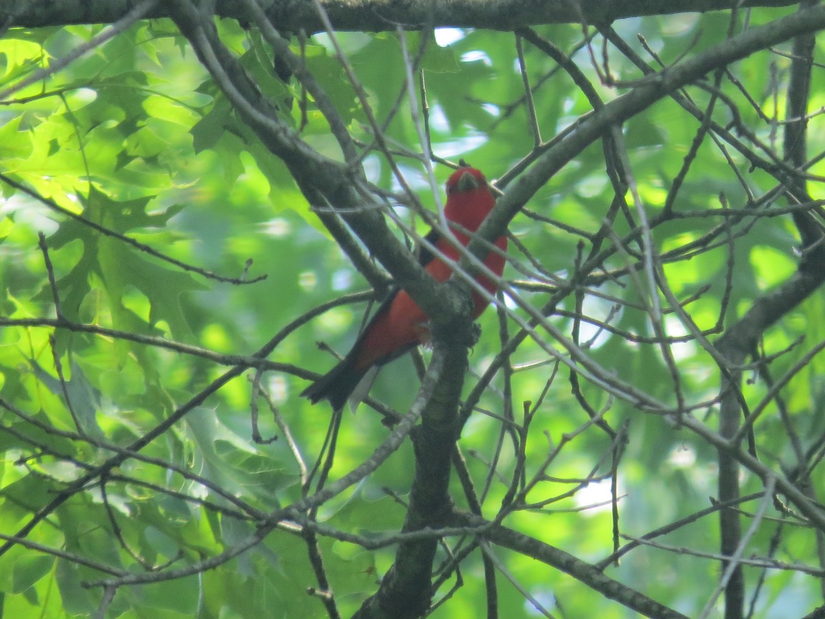 アカフウキンチョウ - ML637481813