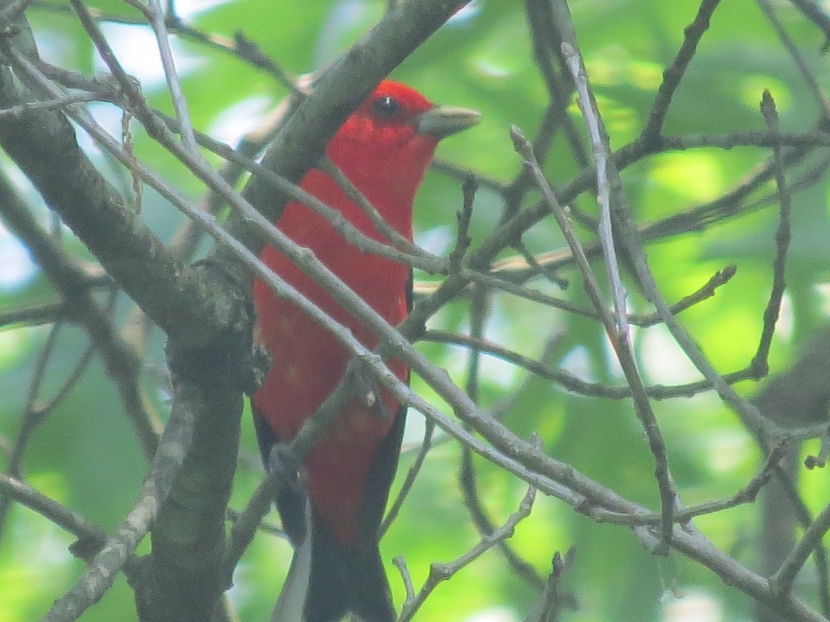 アカフウキンチョウ - ML637481817