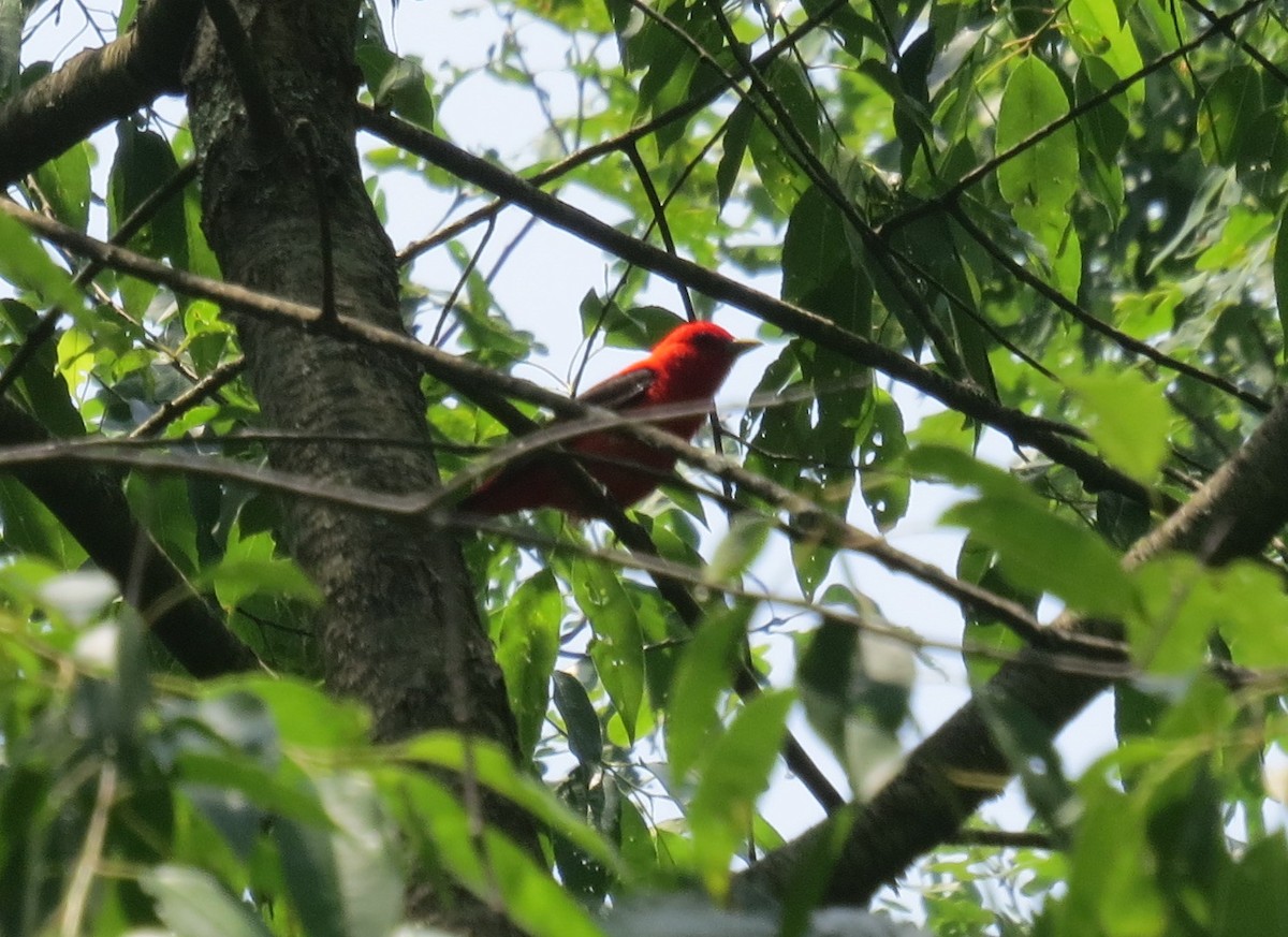 アカフウキンチョウ - ML637481825